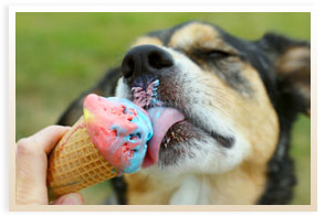 Dog Eating Debbies Soft Serve